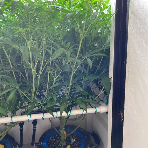 4 - Dr. Grinspoon growlog timeline photo
