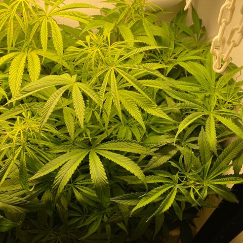 4 - Dr. Grinspoon growlog timeline photo