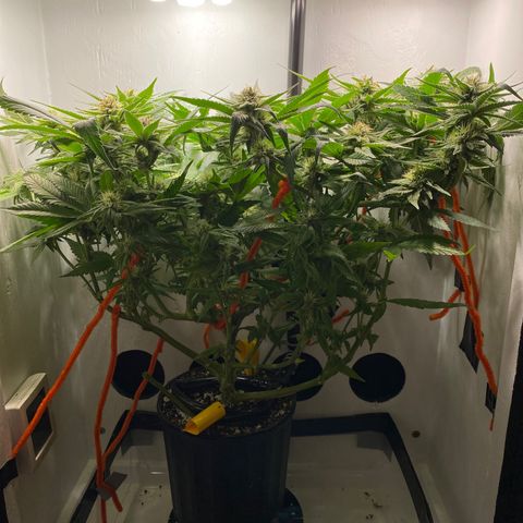 Joker Candy growlog timeline photo