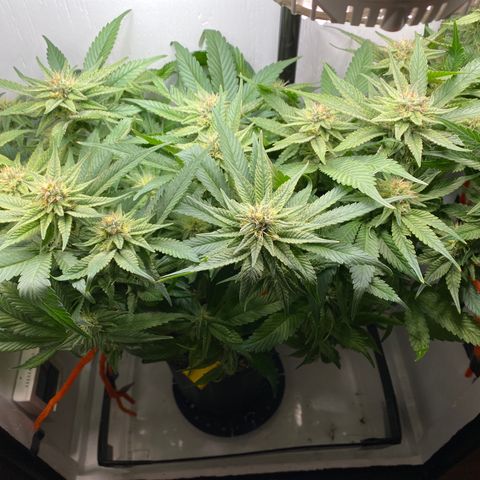 Joker Candy growlog timeline photo