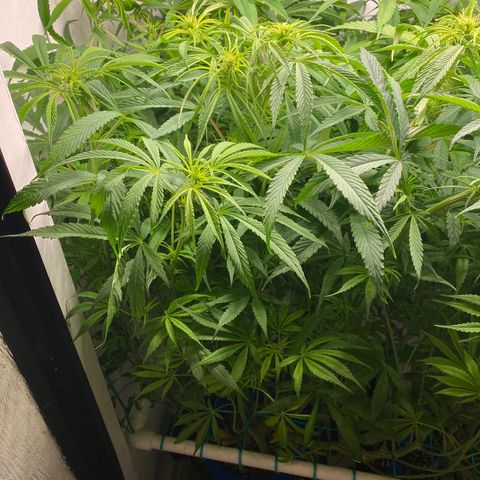 3 - Dr. Grinspoon growlog timeline photo