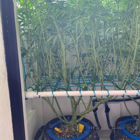 3 - Dr. Grinspoon growlog timeline photo