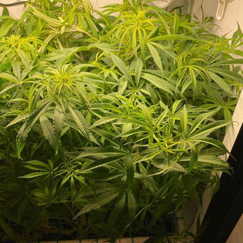 4 - Dr. Grinspoon growlog timeline photo