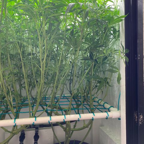 4 - Dr. Grinspoon growlog timeline photo