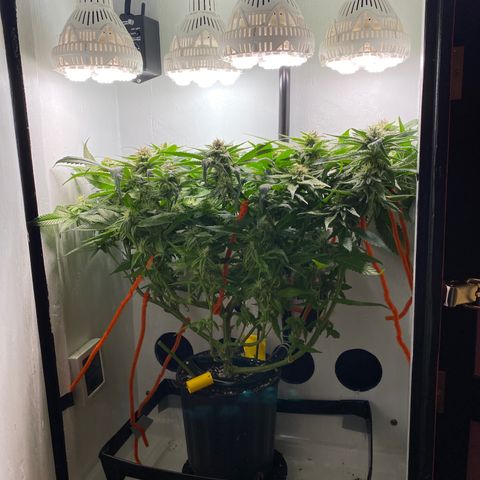 Joker Candy growlog timeline photo