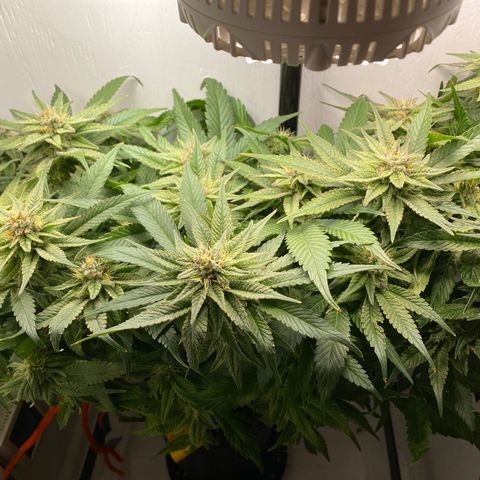 Joker Candy growlog timeline photo