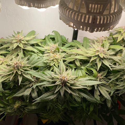 Joker Candy growlog timeline photo