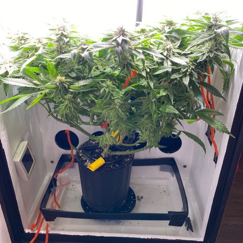 Joker Candy growlog timeline photo