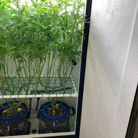 4 - Dr. Grinspoon growlog timeline photo