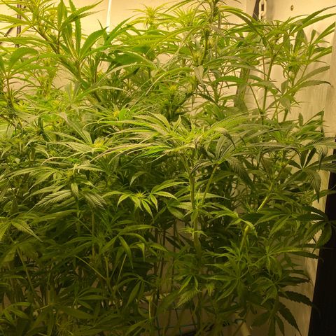 4 - Dr. Grinspoon growlog timeline photo