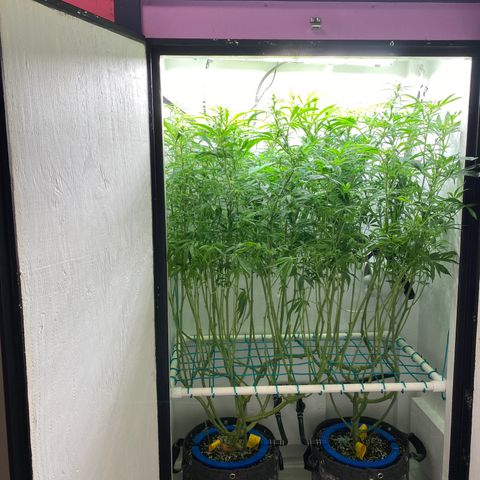 3 - Dr. Grinspoon growlog timeline photo