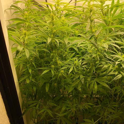 3 - Dr. Grinspoon growlog timeline photo
