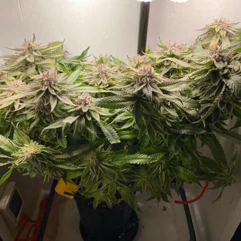 Joker Candy growlog timeline photo