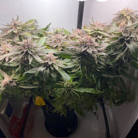 Joker Candy growlog timeline photo