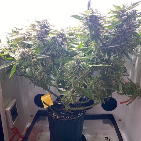 Joker Candy growlog timeline photo