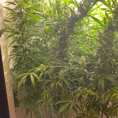 3 - Dr. Grinspoon growlog timeline photo