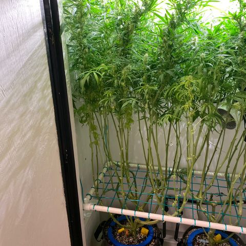 3 - Dr. Grinspoon growlog timeline photo