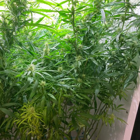 4 - Dr. Grinspoon growlog timeline photo