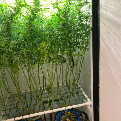 4 - Dr. Grinspoon growlog timeline photo