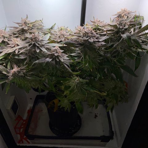 Joker Candy growlog timeline photo
