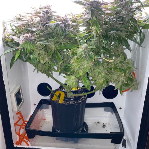Joker Candy growlog timeline photo