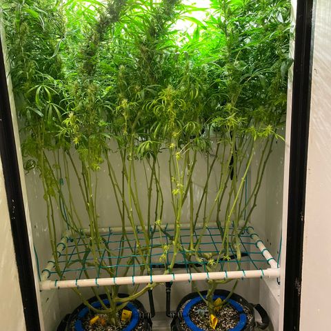 4 - Dr. Grinspoon growlog timeline photo