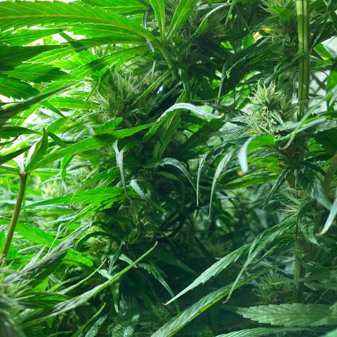4 - Dr. Grinspoon growlog timeline photo