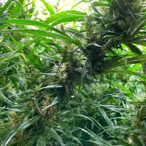 3 - Dr. Grinspoon growlog timeline photo