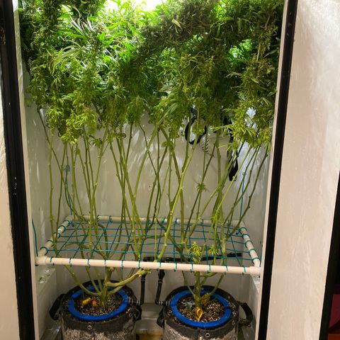 3 - Dr. Grinspoon growlog timeline photo