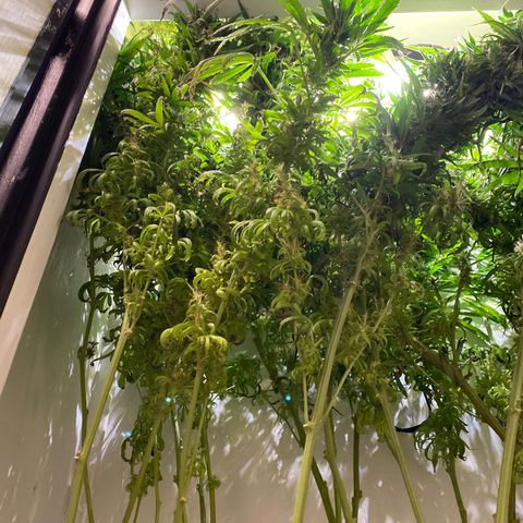 3 - Dr. Grinspoon growlog timeline photo