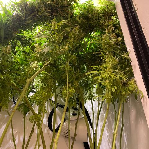 4 - Dr. Grinspoon growlog timeline photo