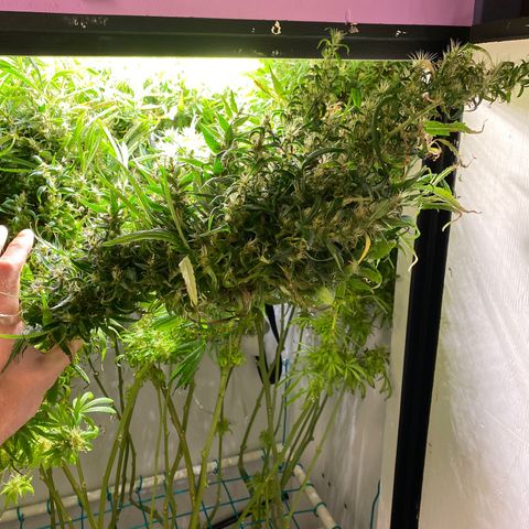 4 - Dr. Grinspoon growlog timeline photo