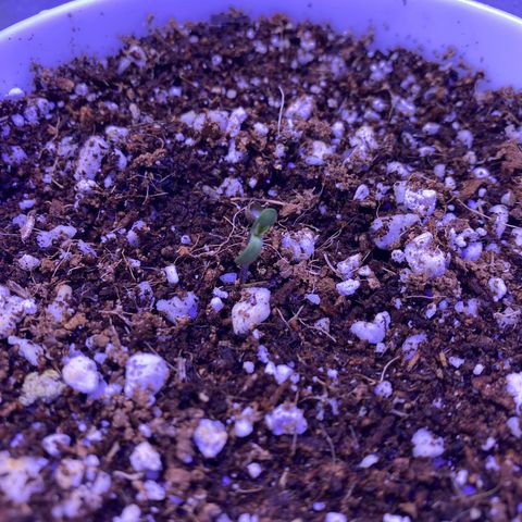 Ultra Purple growlog timeline photo