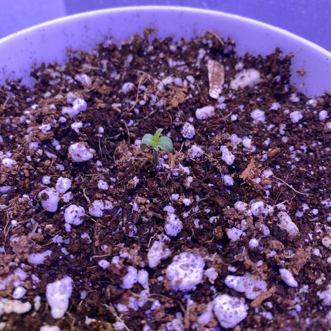 Ultra Skunk growlog timeline photo