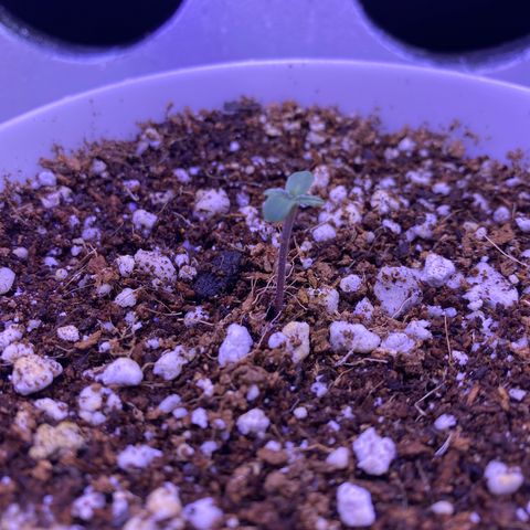 Ultra Purple growlog timeline photo