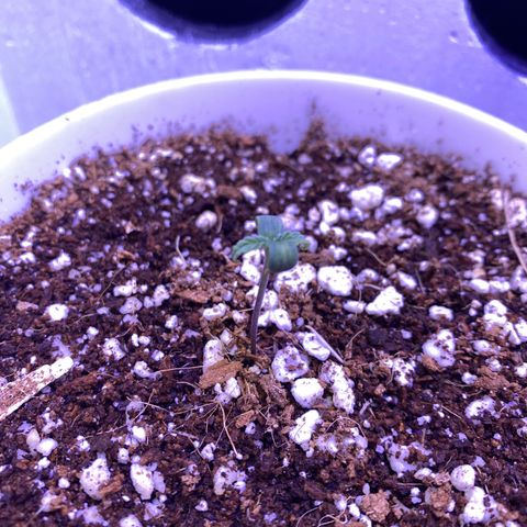 Ultra Skunk growlog timeline photo