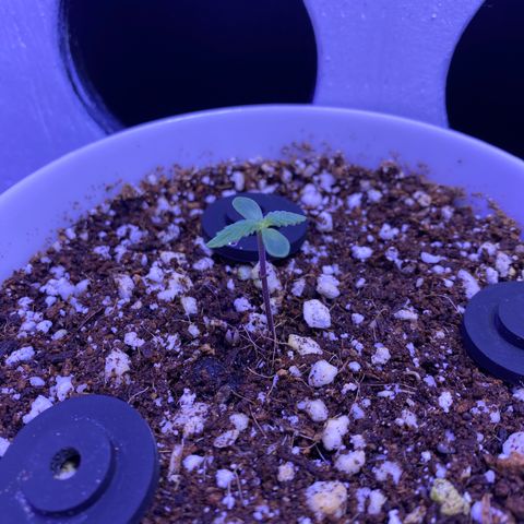 Ultra Purple growlog timeline photo