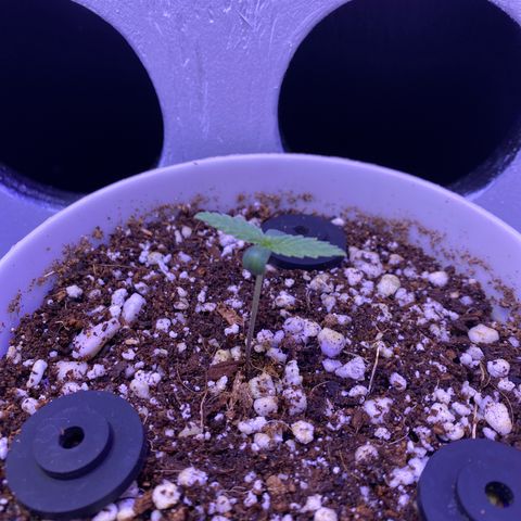 Ultra Skunk growlog timeline photo