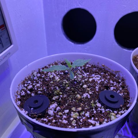 Ultra Purple growlog timeline photo