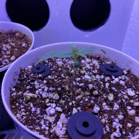 Ultra Skunk growlog timeline photo