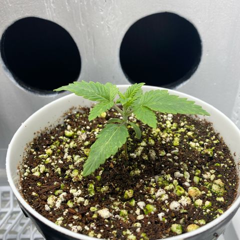 Ultra Purple growlog timeline photo