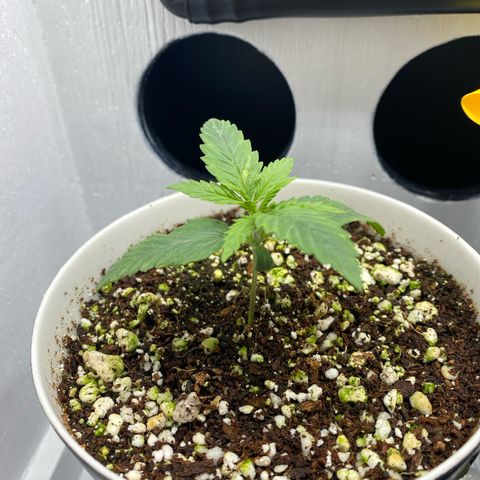 Ultra Skunk growlog timeline photo