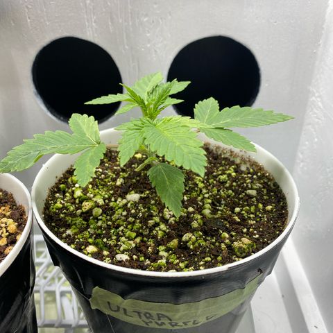 Ultra Purple growlog timeline photo