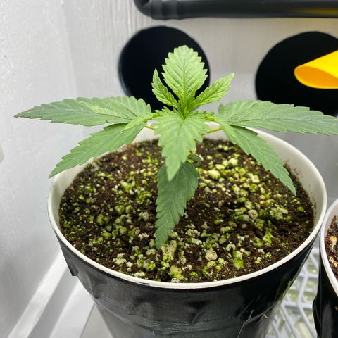 Ultra Skunk growlog timeline photo