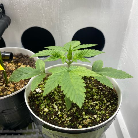 Ultra Purple growlog timeline photo