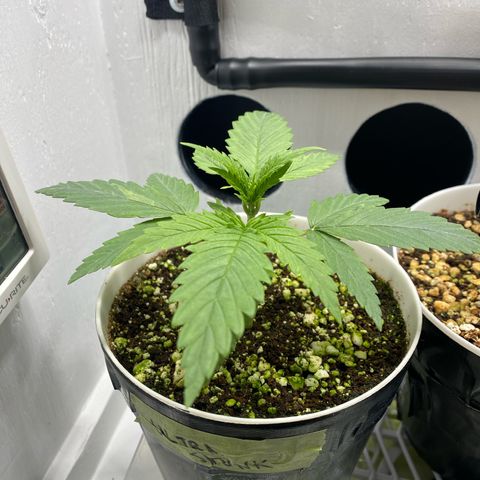 Ultra Skunk growlog timeline photo