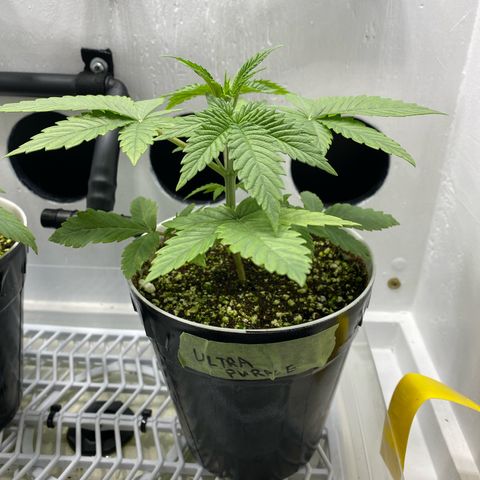 Ultra Purple growlog timeline photo