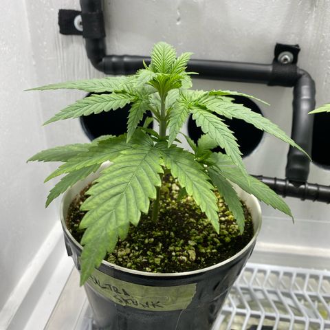 Ultra Skunk growlog timeline photo