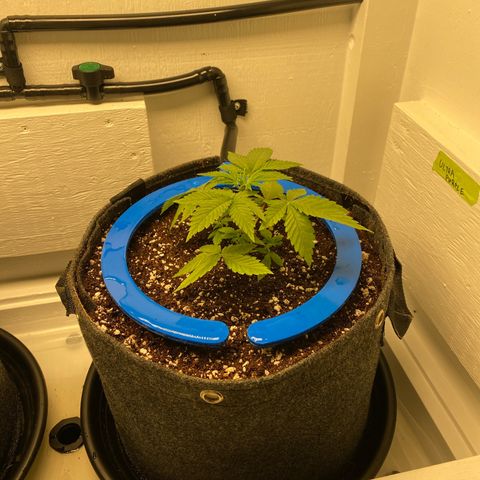 Ultra Purple growlog timeline photo