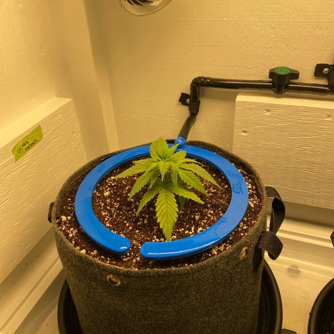 Ultra Skunk growlog timeline photo